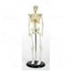 Скелет человека на подставке 45см.