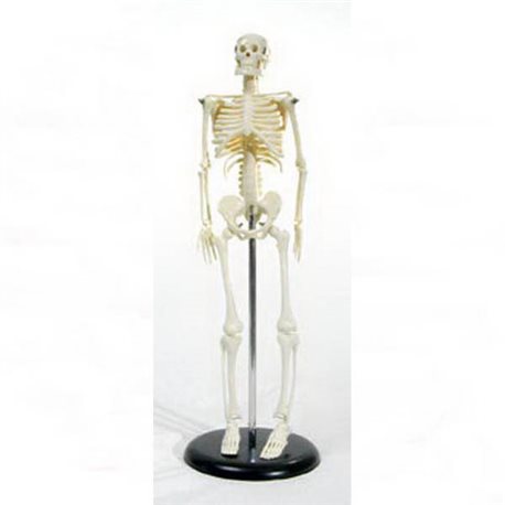 Скелет человека на подставке 45см.