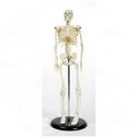 Скелет человека на метал.подставке 45см.