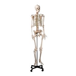 Скелет человека смонтированный ( на роликовой подставке)